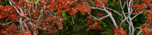red buttes arboretum panorama photo