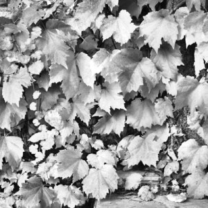 Leaves image
