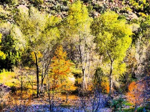 artistic rendition of trees along the verde canyon railroad