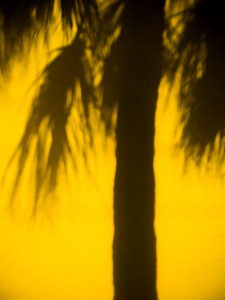 palm shadow photo