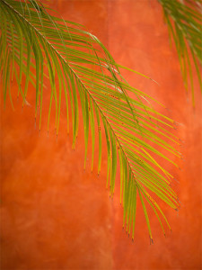 palm frond against wall photo