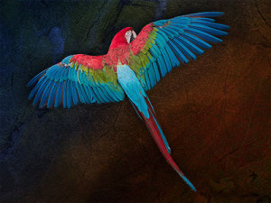 scarlett macaw fane art image