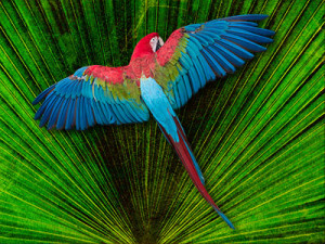 scarlett macaw fane art image