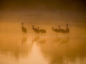 Sandhill Cranes in the morning mist