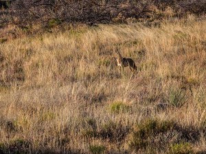 coyote photo