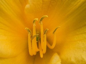 day lilly pistols close up photo
