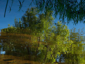 reflections of trees in water photo