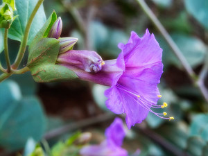 sedona arizona wildflower photo