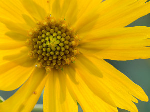 yellow desert flower photo