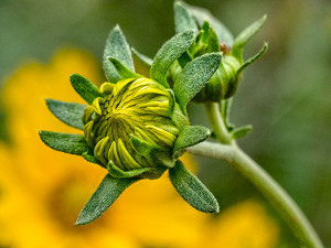 yellow desert flower bud photo
