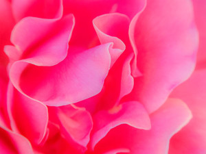 rose petal photo