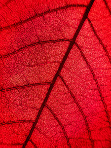backlit leaf study photograph