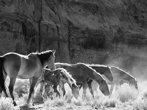 black and white photo - horses
