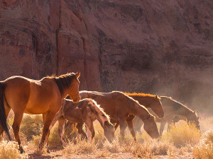 grazing horses in monument valley