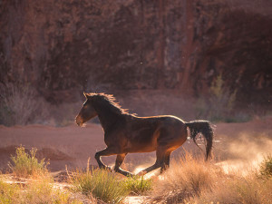 galloping horse photo in monument valley