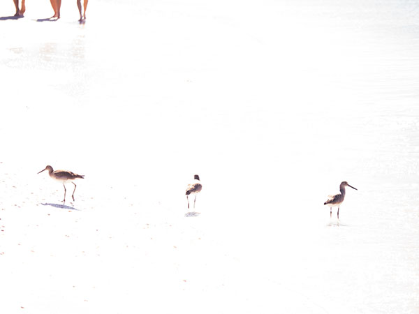sandpipers on the beach