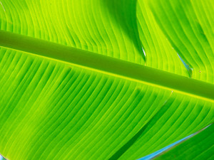 backlit green banana leaf photo