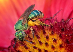 green bee photo