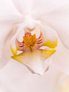 orchid detail photograph