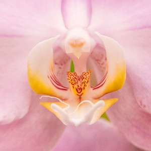 orchid throat with pink overtones image