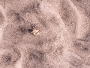 fine sand with crab skeleton