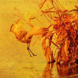 sandhill crane art photo