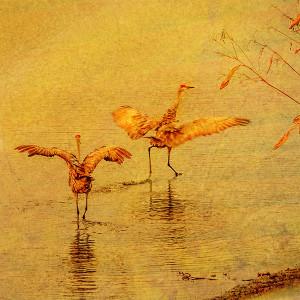 sandhill cranes in motion