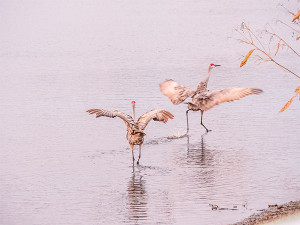 sandhill cranes photo