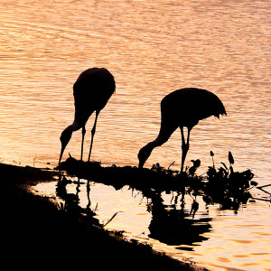 sandhill cranes feeding silhouette