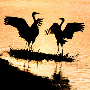 silhouette sandhill cranes wings