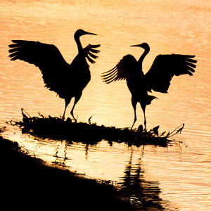 sandhill cranes silhouette with wings