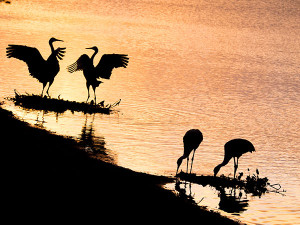 sandhill cranes morning silhouette