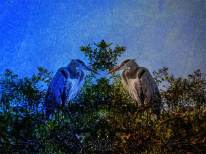 great blue heron photo art image