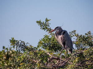 great blue heron photo