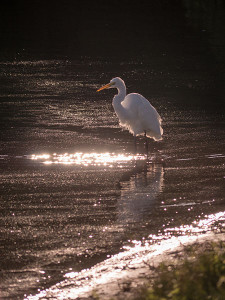 Great white egret bird photo
