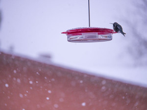hummingbird in snow on feeder photo