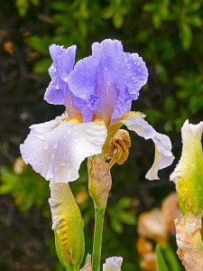 Iris in lavendar