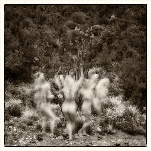 dance of the ocotillo version two