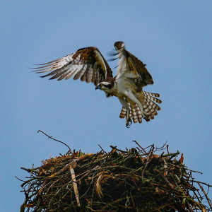 osprey and nest photo