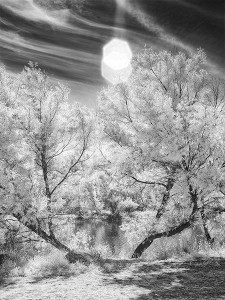 infrared photo with lens flare
