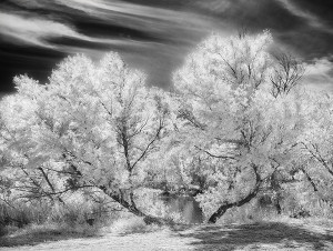 infrared image trees near lake