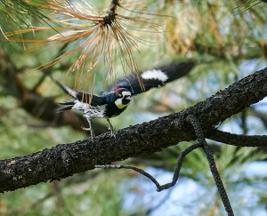 woodpecker in trees