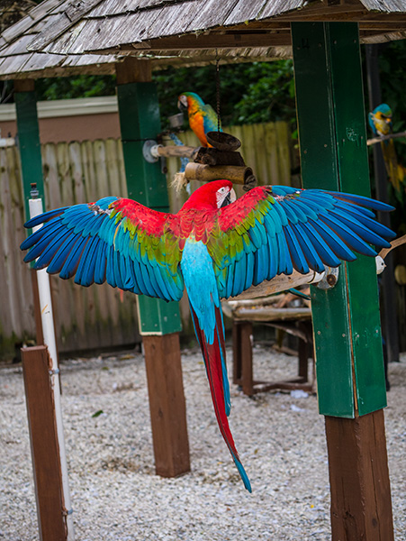 originial macaw photo