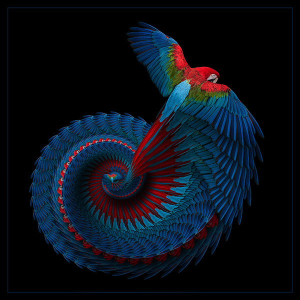 macaw fine art image