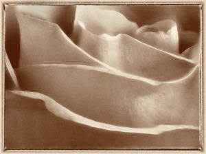 rose art photo