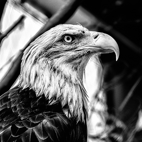 eagle photo black & white
