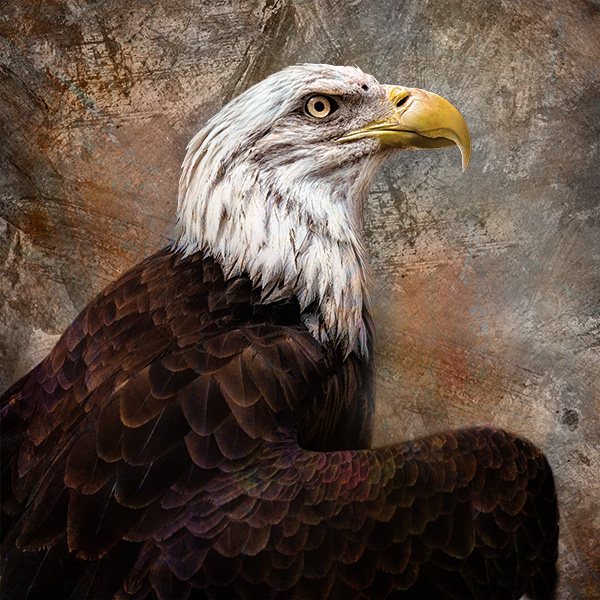 eagle art portrait