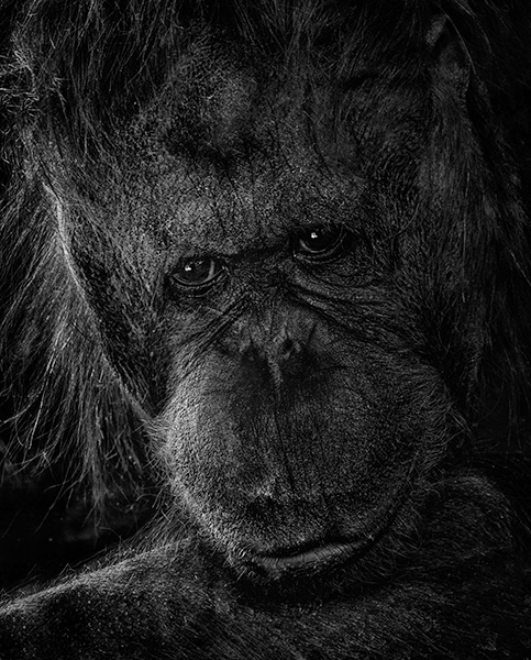 orangutan black & white image phoenix zoo