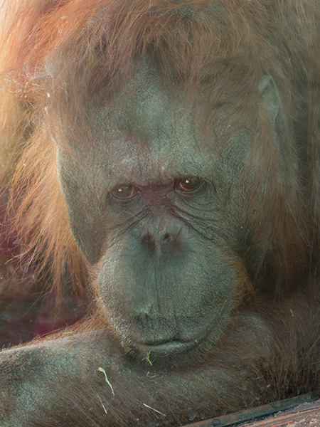orangutan original capture