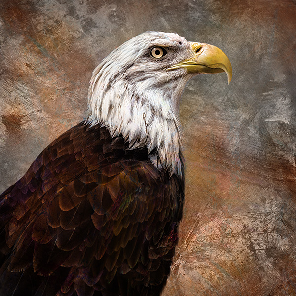 Eagle art photo